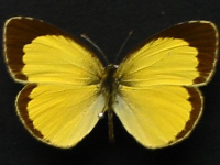 Eurema brigitta australis - Adult